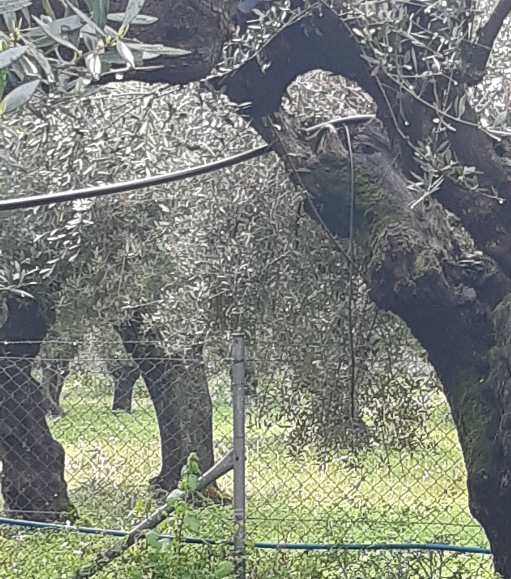 Αγροτεμάχιο  σε πλειστηριασμό Δήμος Τριφυλίας