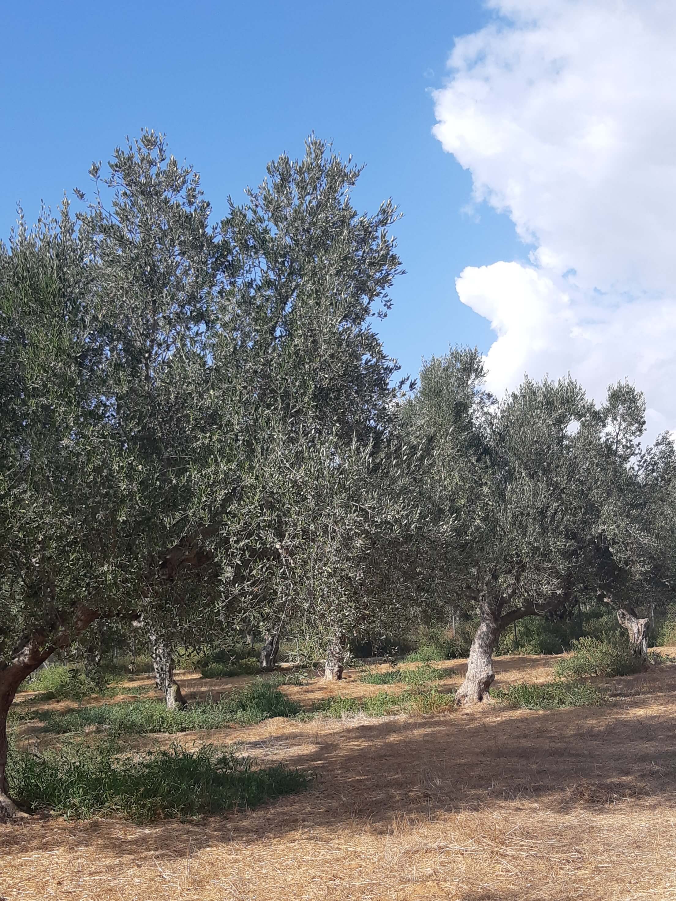 Αγροτεμάχιο  σε πλειστηριασμό Δήμος Τριφυλίας