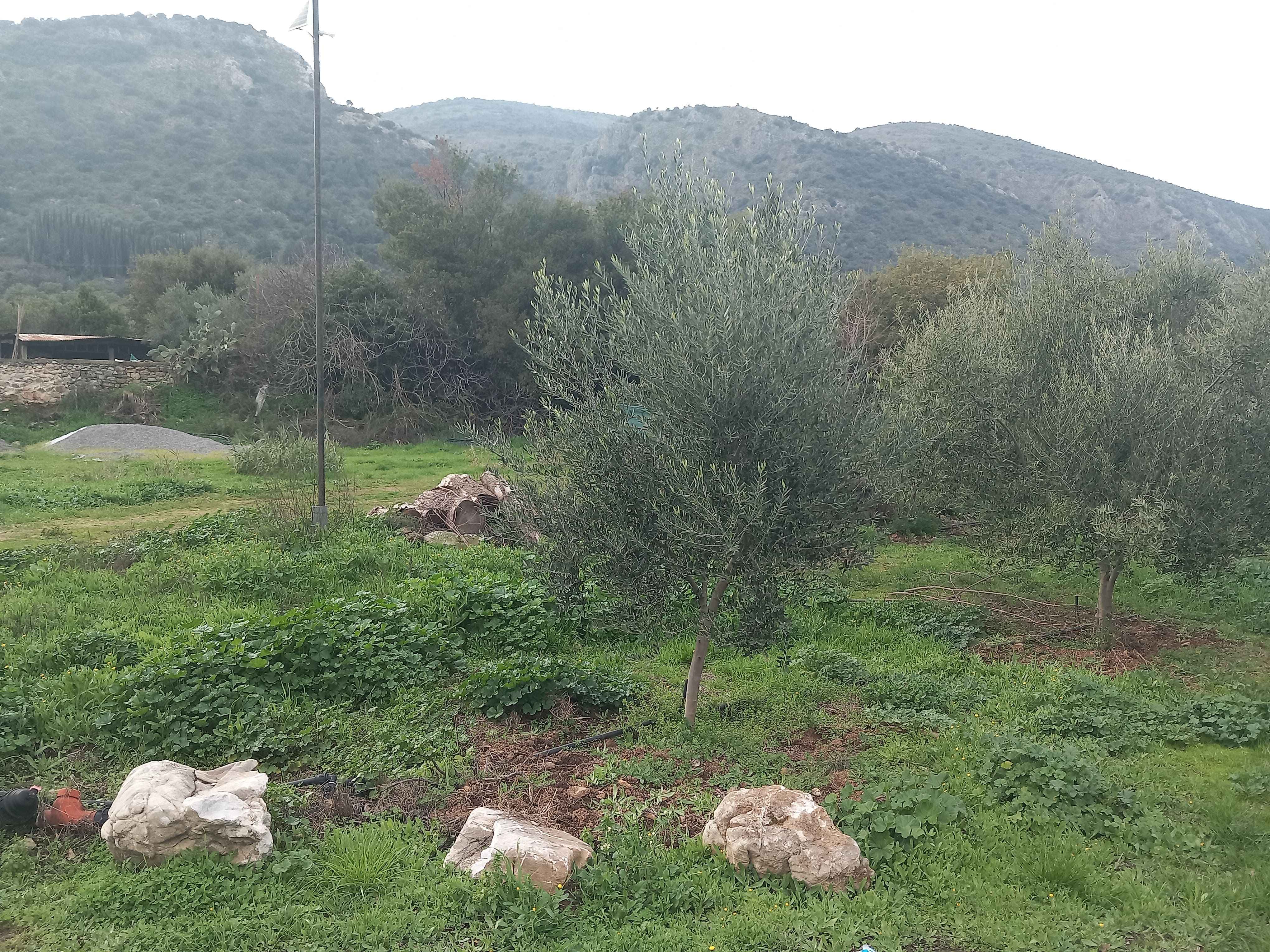 Οικόπεδο  σε πλειστηριασμό Δήμος Σπάρτης