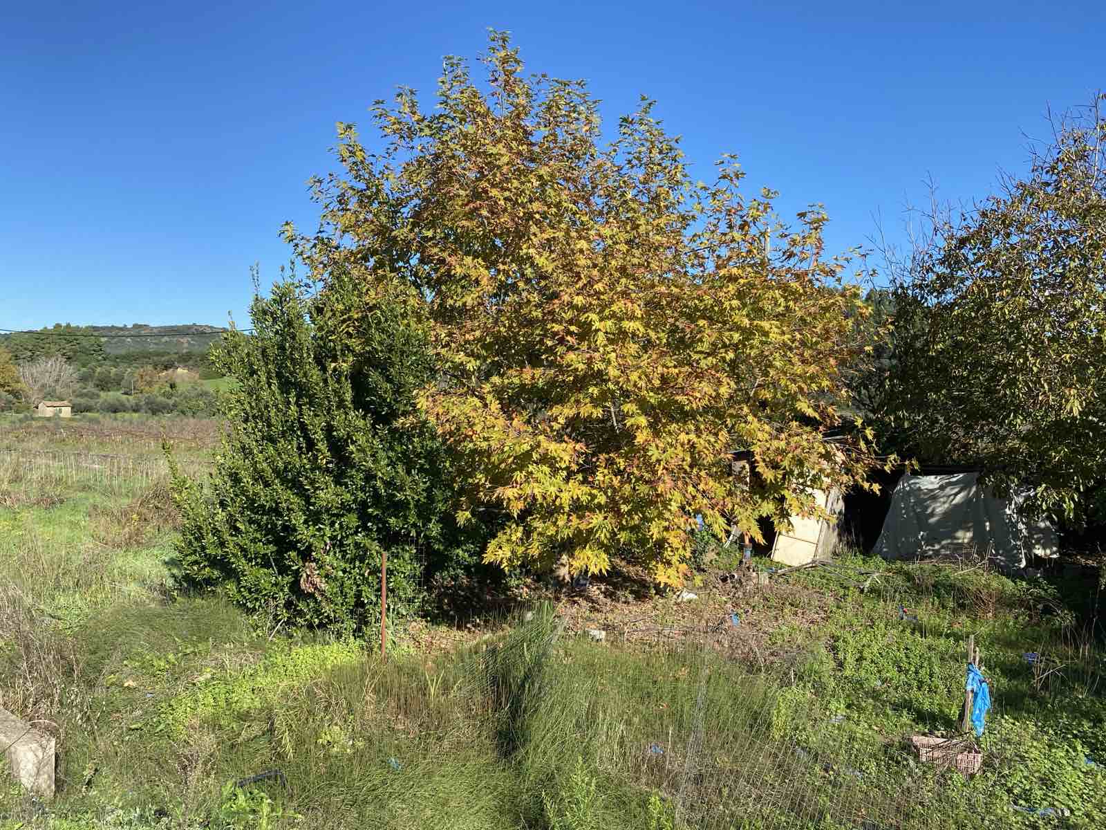 Αγροτεμάχιο  σε πλειστηριασμό Δήμος Ήλιδας