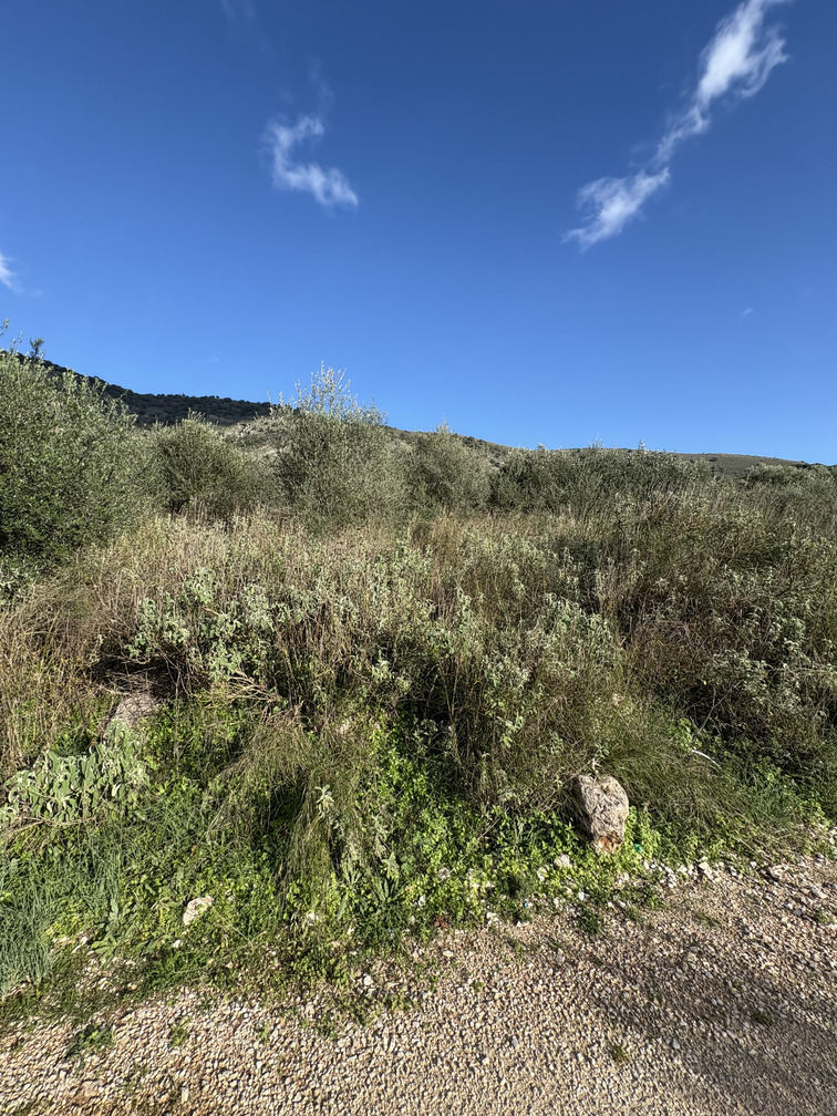 Οικόπεδο  σε πλειστηριασμό Municipality of Artaia