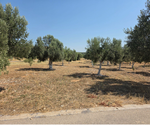 Αγροτεμάχιο  σε πλειστηριασμό Δήμος Παιανίας