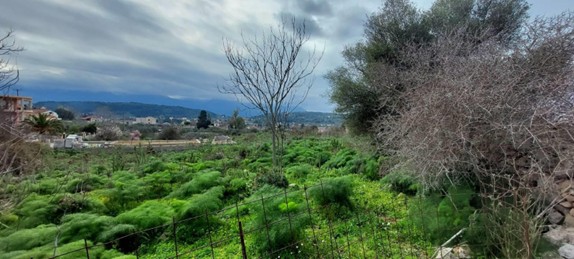 Οικόπεδο  σε πλειστηριασμό Δήμος Αποκορώνου 