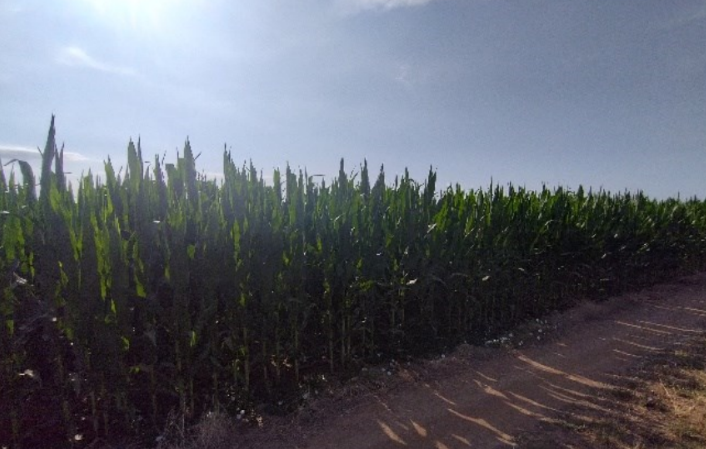 Αγροτεμάχιο 4048.70 τ.μ. σε πλειστηριασμό Δήμος Χαλκηδόνος