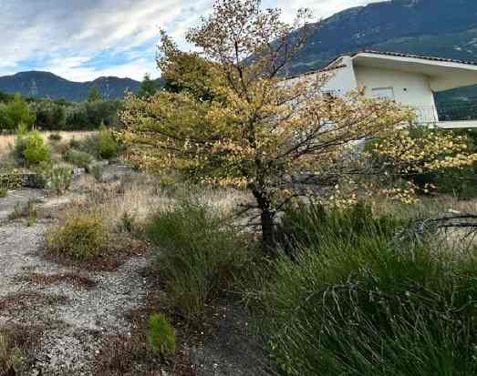 Αγροτεμάχιο με κτίσμα  σε πλειστηριασμό Δήμος Λεβαδέων