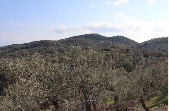 Αγροτεμάχιο 17844 τ.μ. σε πλειστηριασμό Δήμος Πόρου