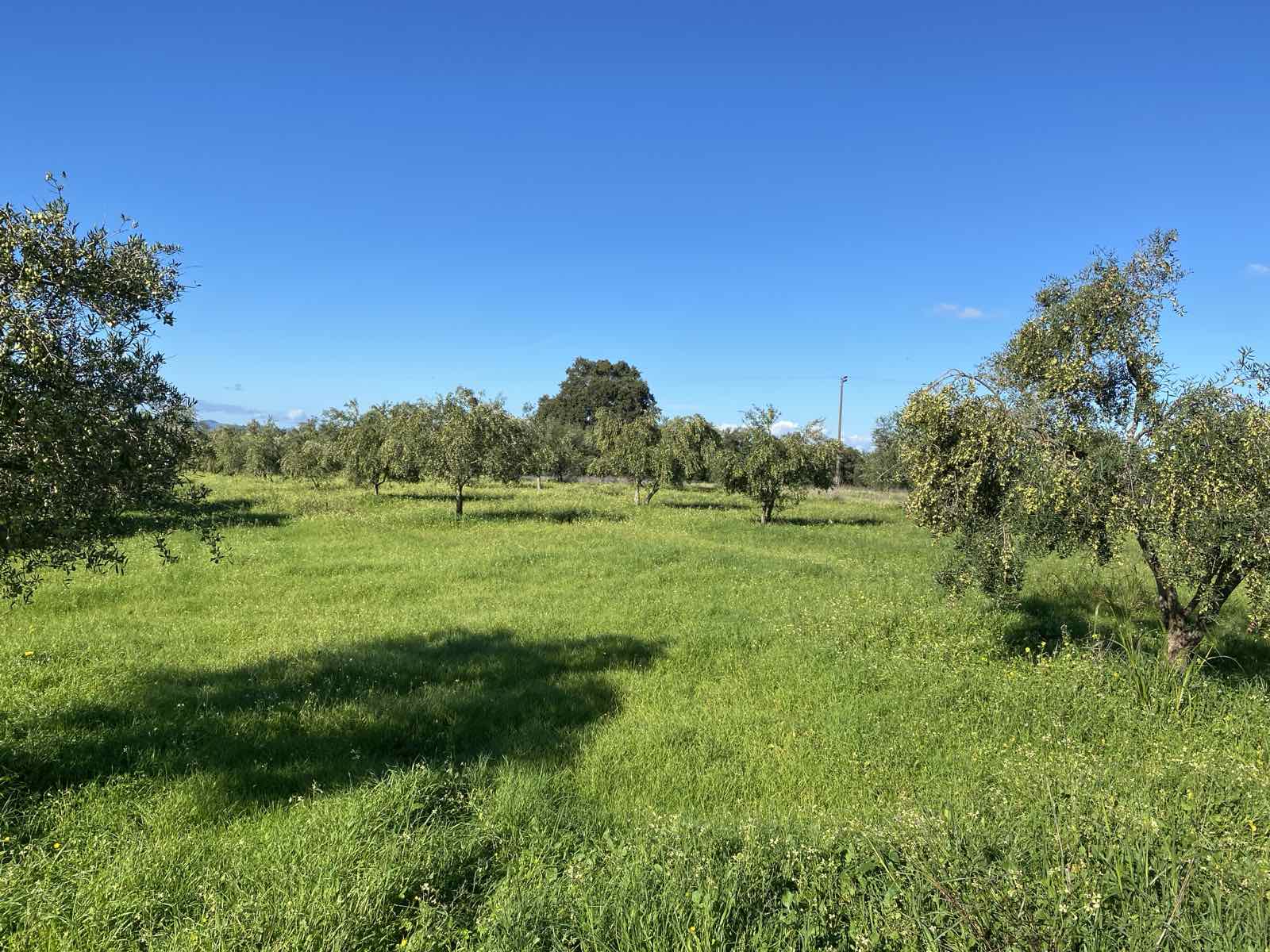 Αγροτεμάχιο 4000 τ.μ. σε πλειστηριασμό Δήμος Ήλιδας