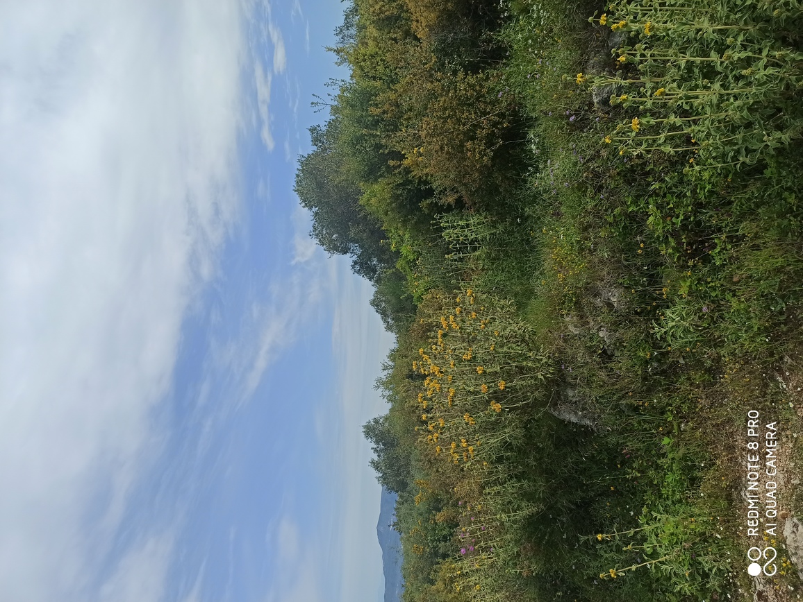 Αγροτεμάχιο με κτίσμα  σε πλειστηριασμό Δήμος Κέρκυρας