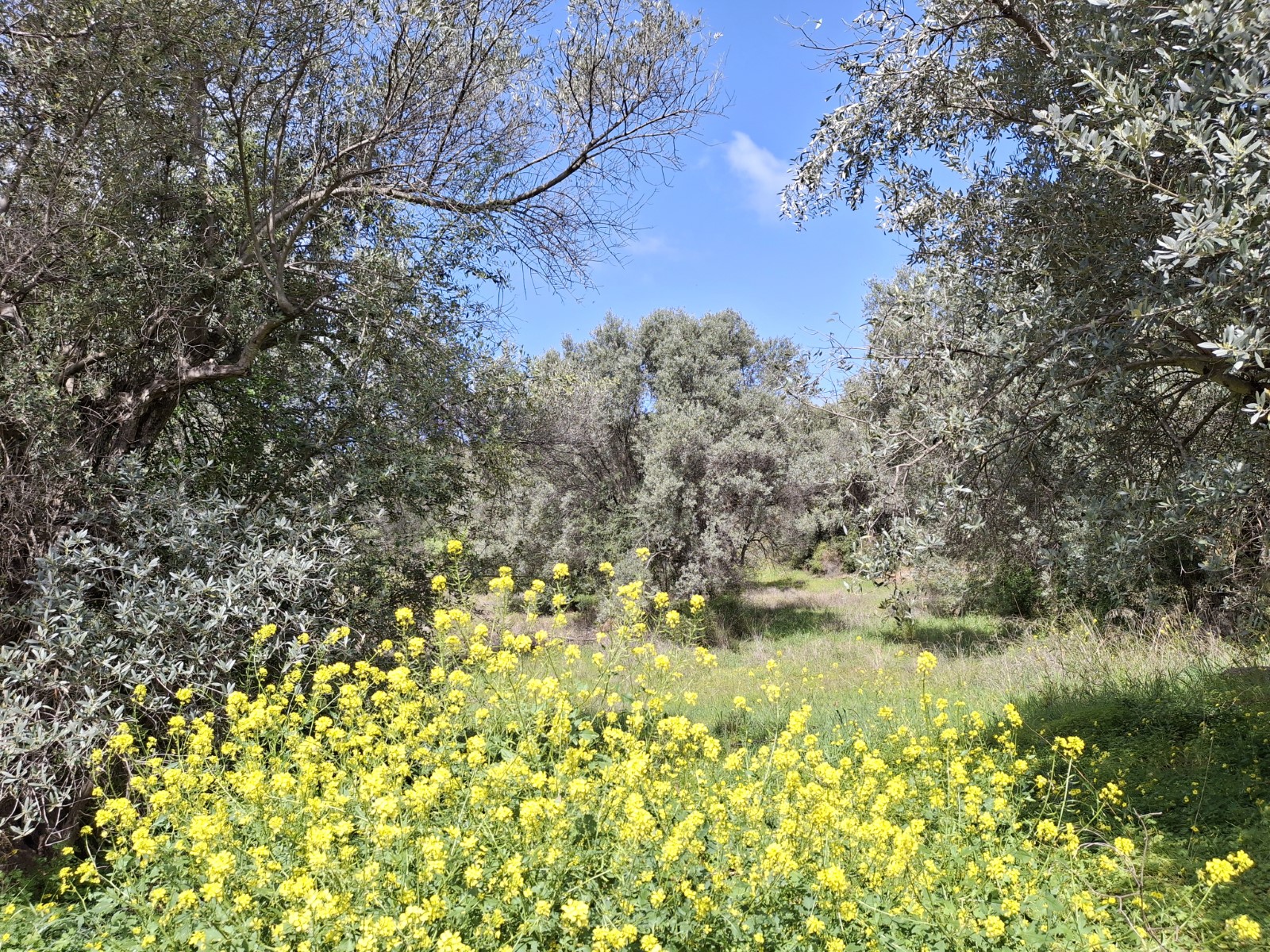 Αγροτεμάχιο 5204 τ.μ. σε πλειστηριασμό Δήμος Ωρωπού