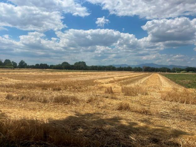 Αγροτεμάχιο 79.10 sq.m. σε πλειστηριασμό Municipality of Maroneia - Sapon