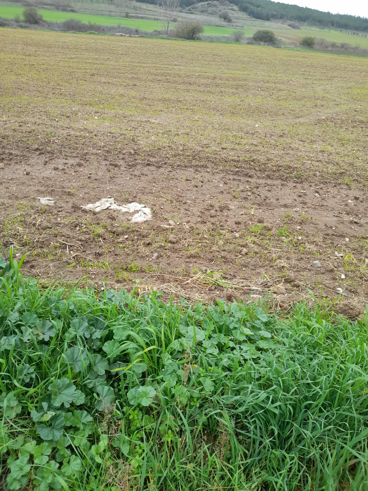 Αγροτεμάχιο  σε πλειστηριασμό Municipality of Kilkis