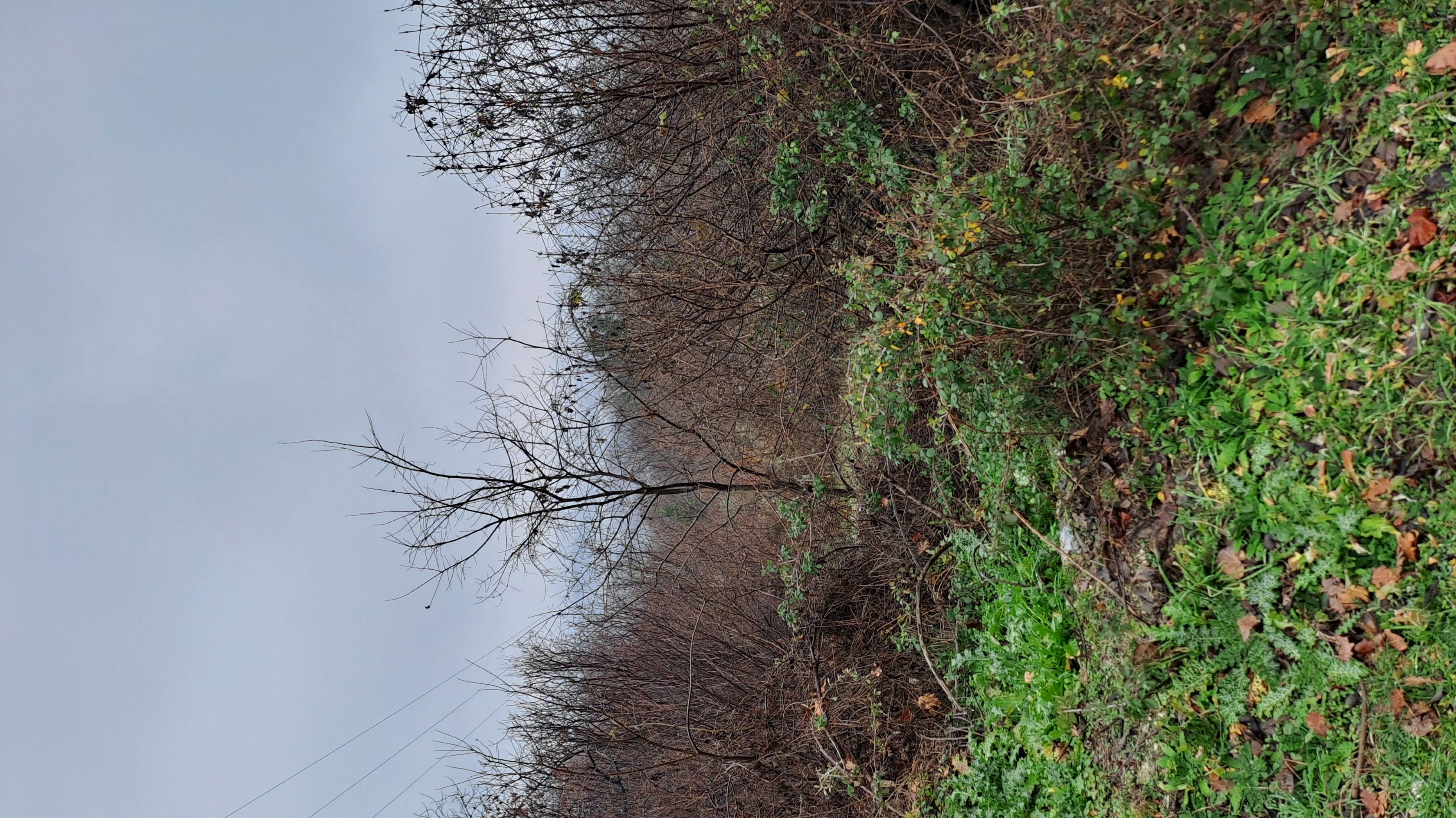 Οικόπεδο  σε πλειστηριασμό Municipality of Trikkaia