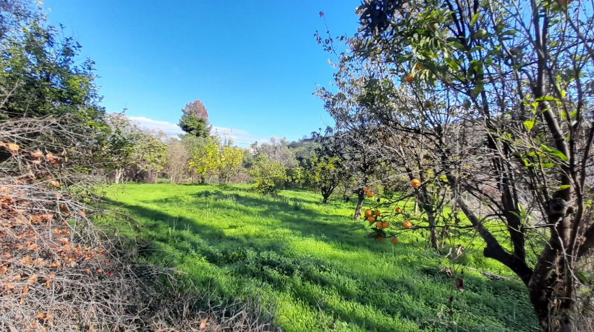 Οικόπεδο  σε πλειστηριασμό Municipality of Patreon