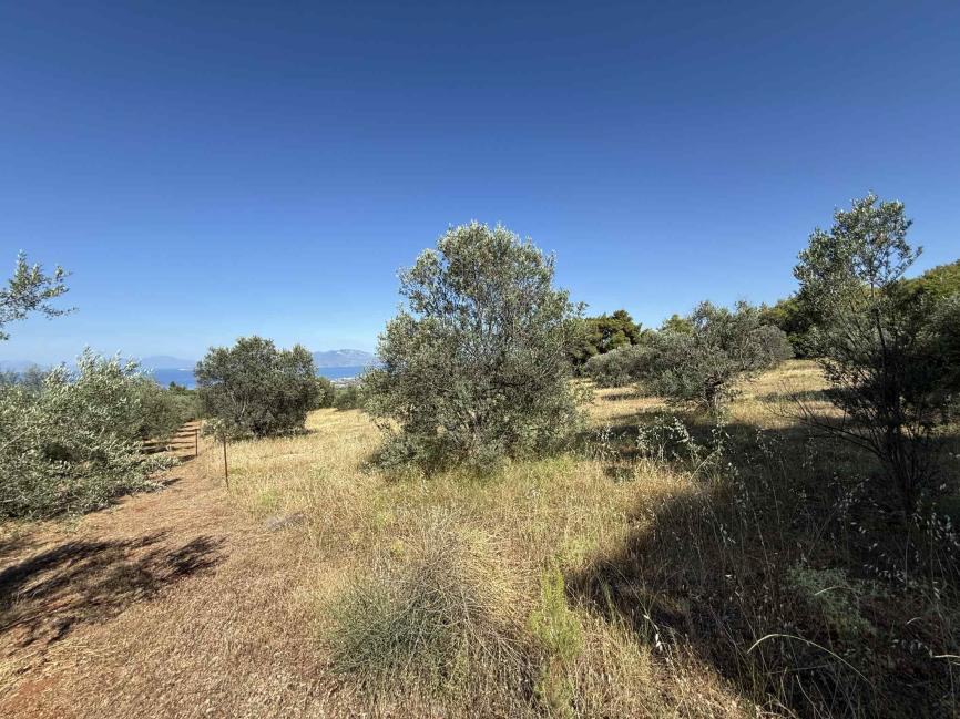 Αγροτεμάχιο 48.27 sq.m. σε πλειστηριασμό Municipality of Sikyonia