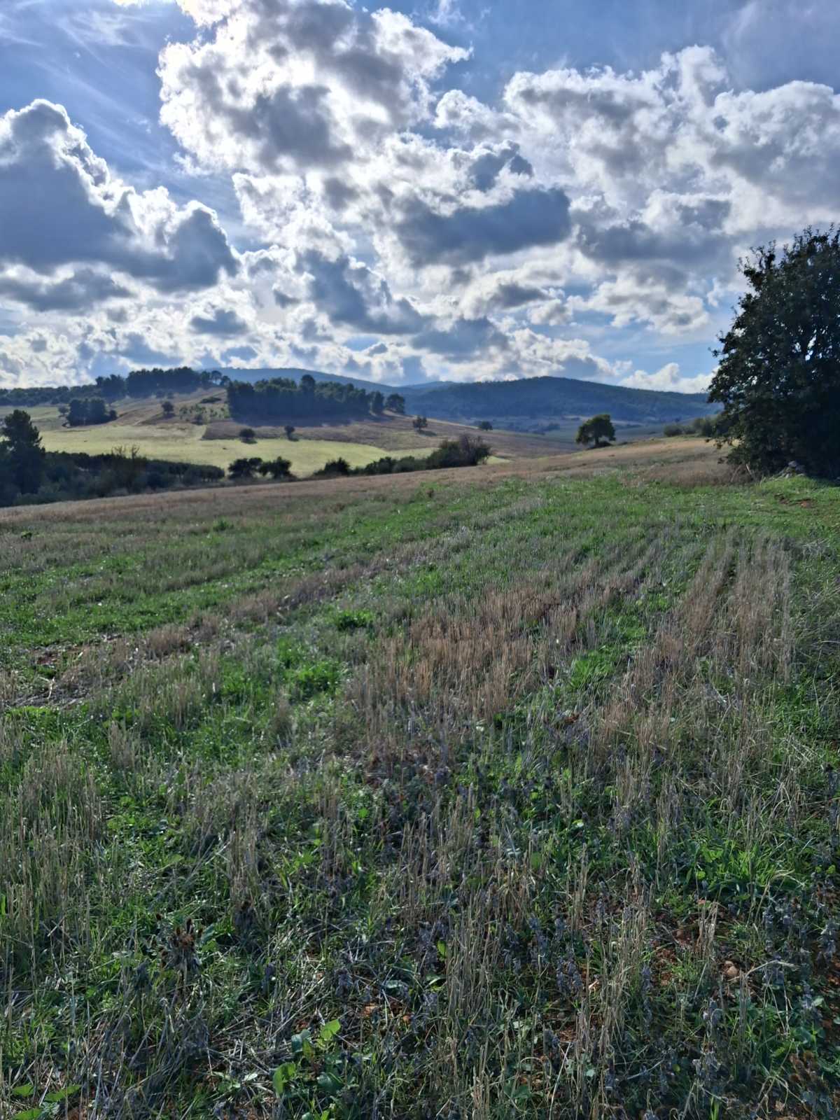 Αγροτεμάχιο  σε πλειστηριασμό Municipality of Tanagra