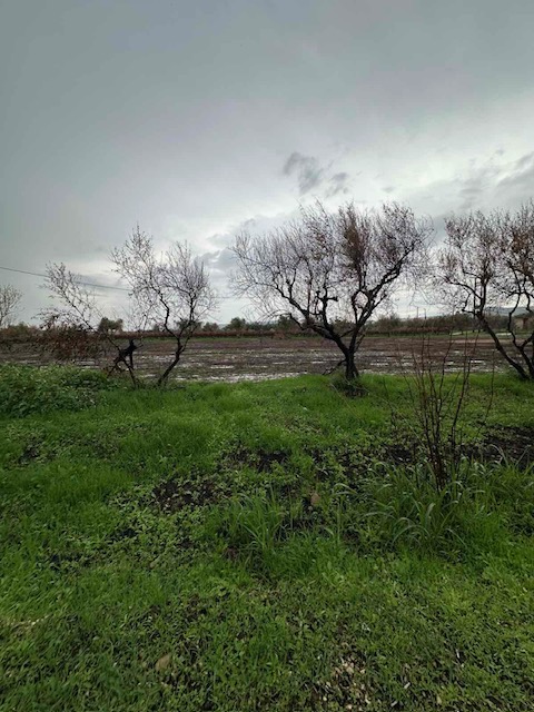 Αγροτεμάχιο  σε πλειστηριασμό Δήμος Δυτικής Αχαΐας