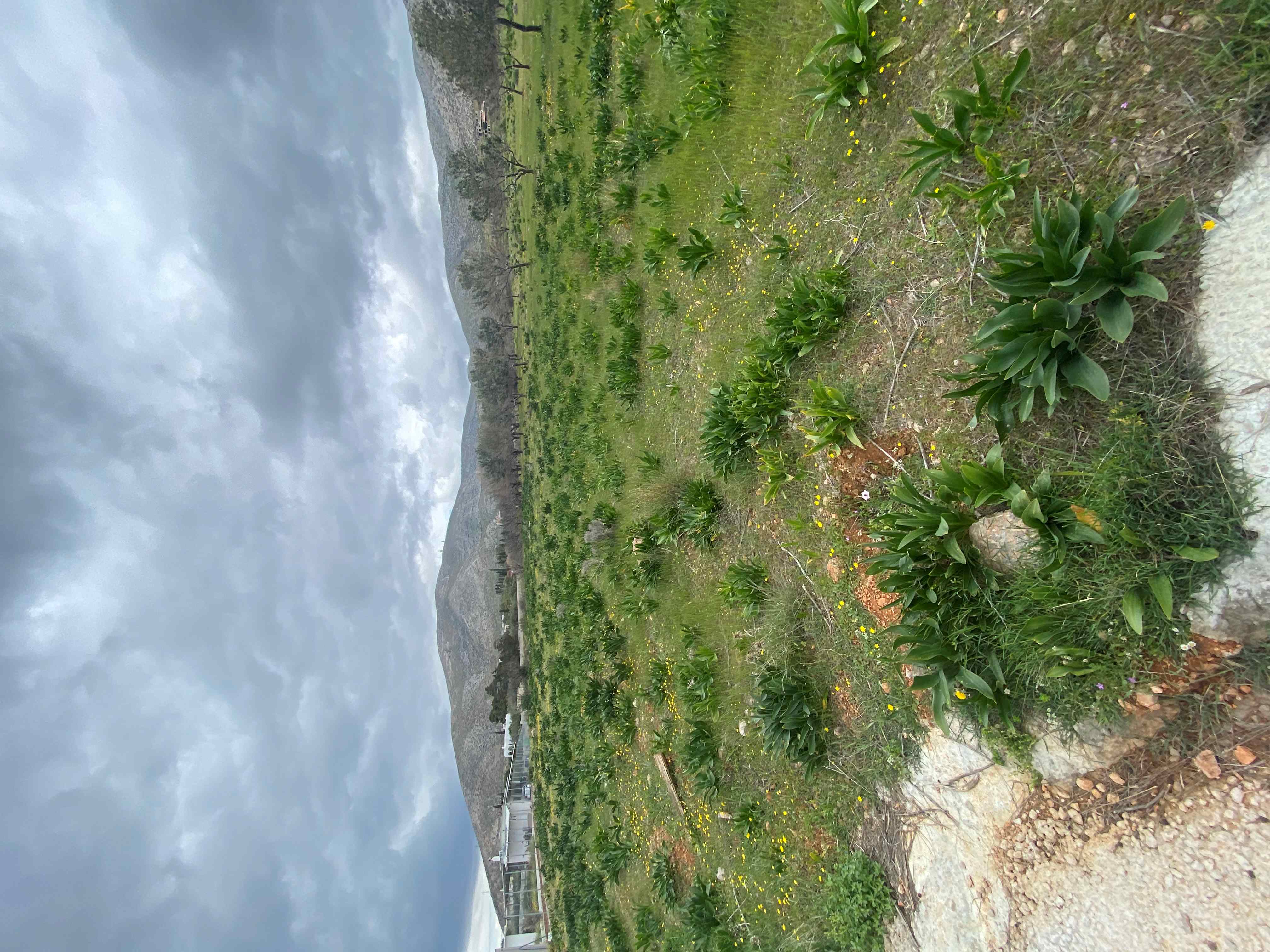 Αγροτεμάχιο  σε πλειστηριασμό Δήμος Σαρωνικού