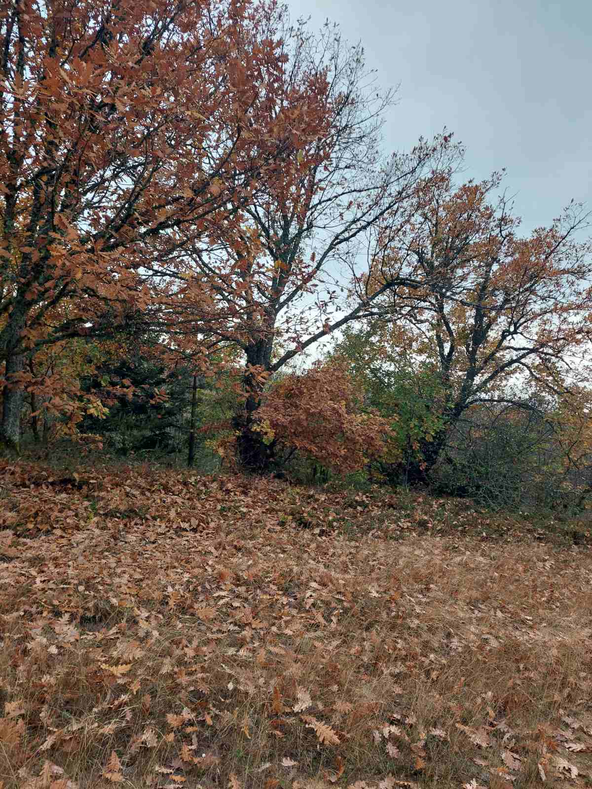 Αγροτεμάχιο  σε πλειστηριασμό Aristotle Municipality