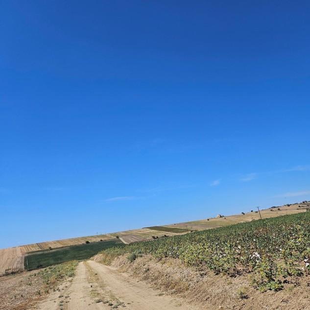 Αγροτεμάχιο  σε πλειστηριασμό Δήμος Θέρμης