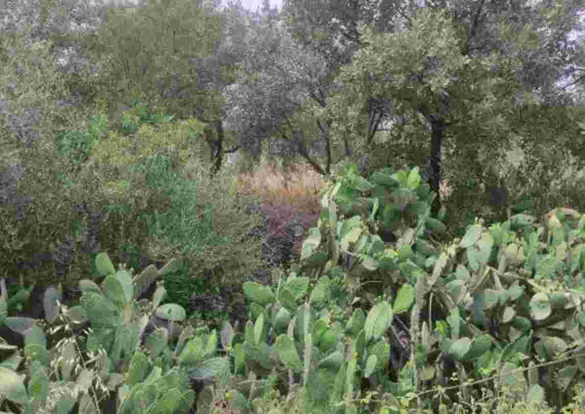 Κατοικία  σε πλειστηριασμό Municipality of Agrinio