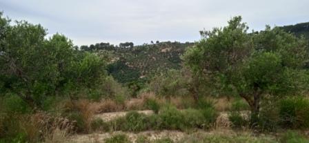 Αγροτεμάχιο  σε πλειστηριασμό Municipality of Zakynthos