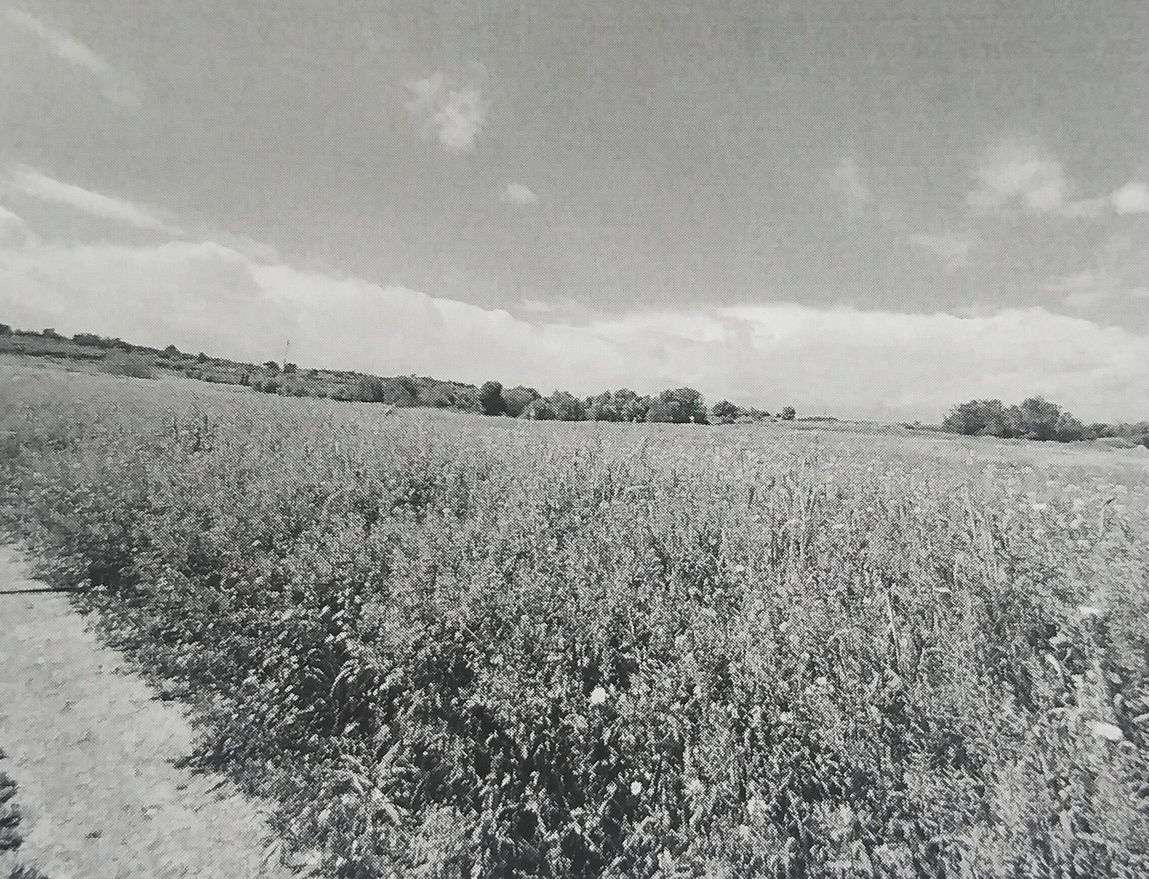 Αγροτεμάχιο  σε πλειστηριασμό Δήμος Χαλκιδέων