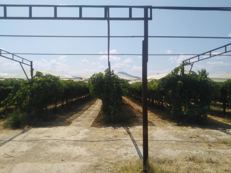 Αγροτεμάχιο 805 τ.μ. σε πλειστηριασμό Δήμος Βέλου - Βόχας