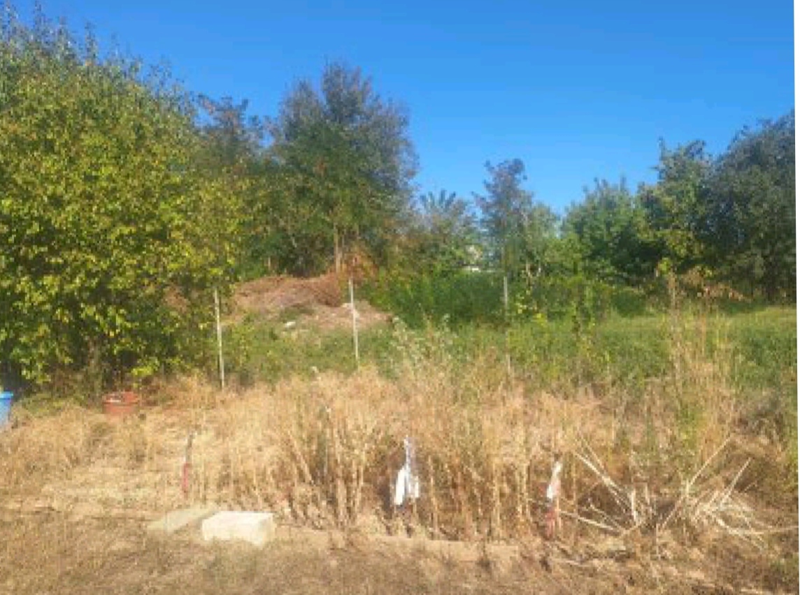 Οικόπεδο  σε πλειστηριασμό Δήμος Τρικκαίων