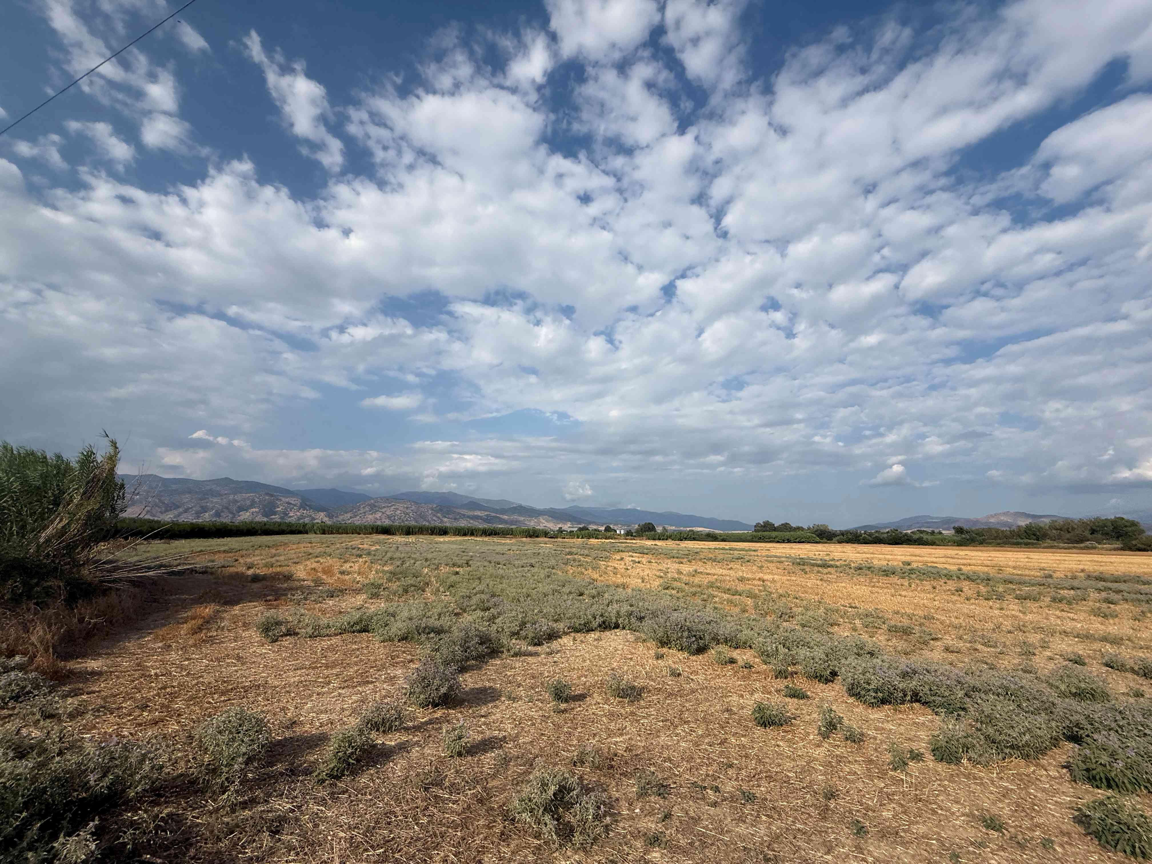 Αγροτεμάχιο  σε πλειστηριασμό Δήμος Τυρνάβου