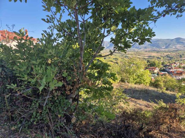 Οικόπεδο  σε πλειστηριασμό Δήμος Κατερίνης