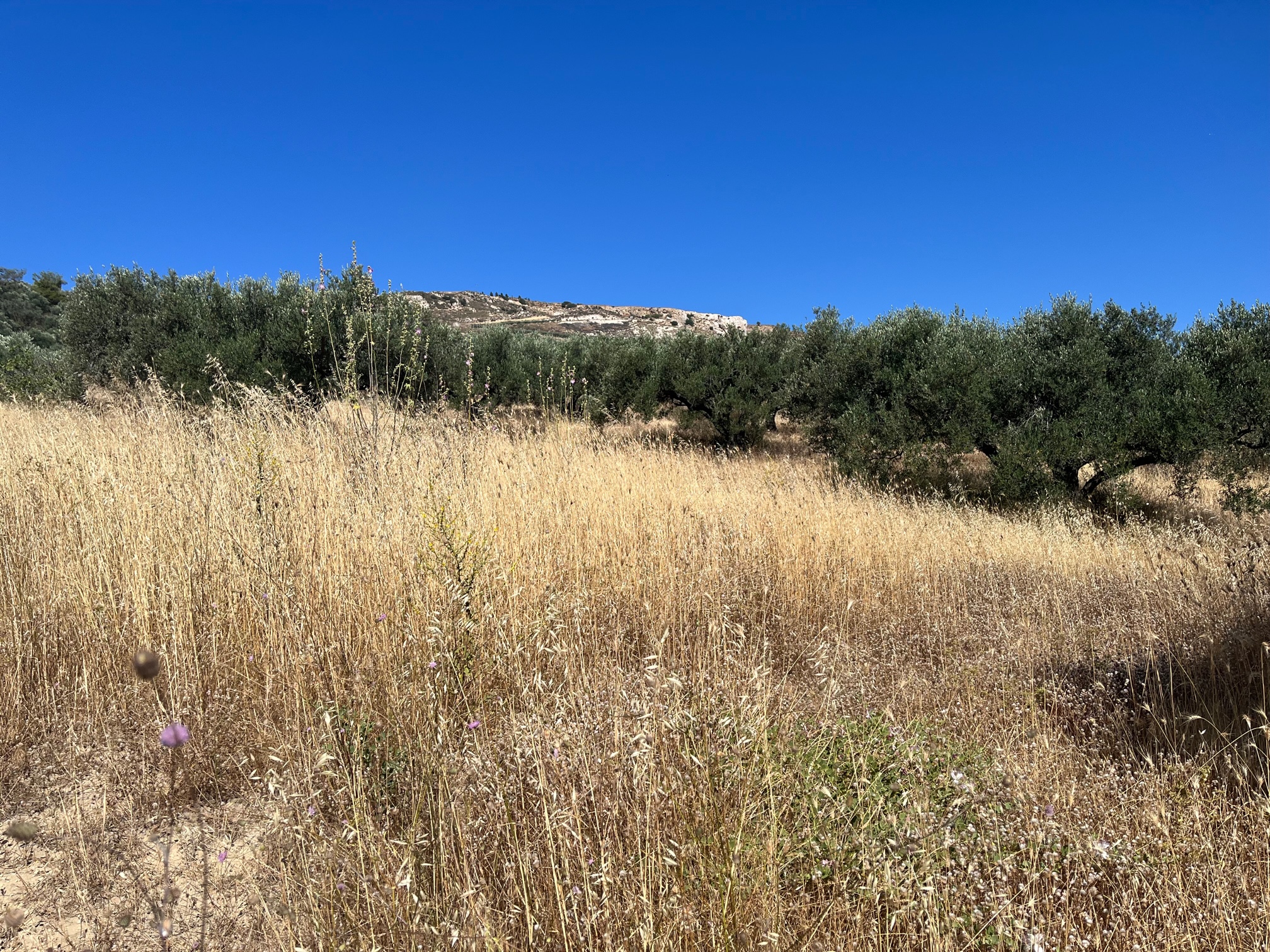 Αγροτεμάχιο 20296 τ.μ. σε πλειστηριασμό Δήμος Αρχανών - Αστερουσίων