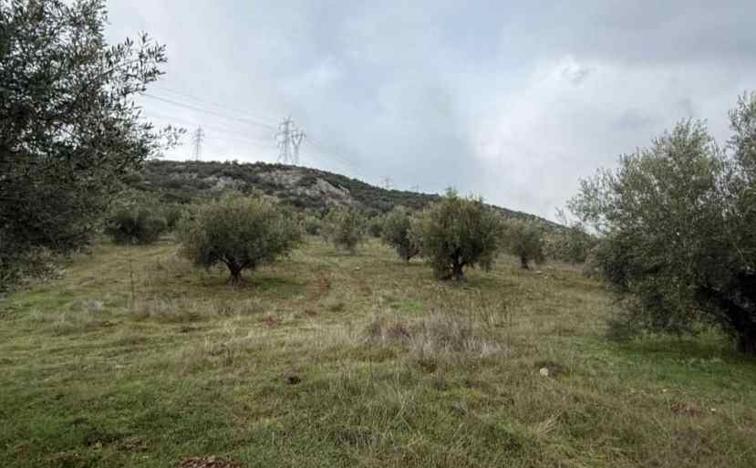 Αγροτεμάχιο  σε πλειστηριασμό Δήμος Αλιάρτου - Θεσπιέων