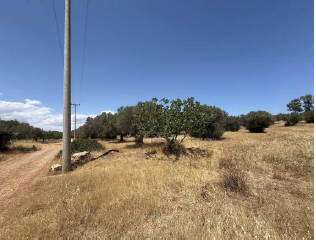 Αγροτεμάχιο  σε πλειστηριασμό Δήμος Λαυρεωτικής