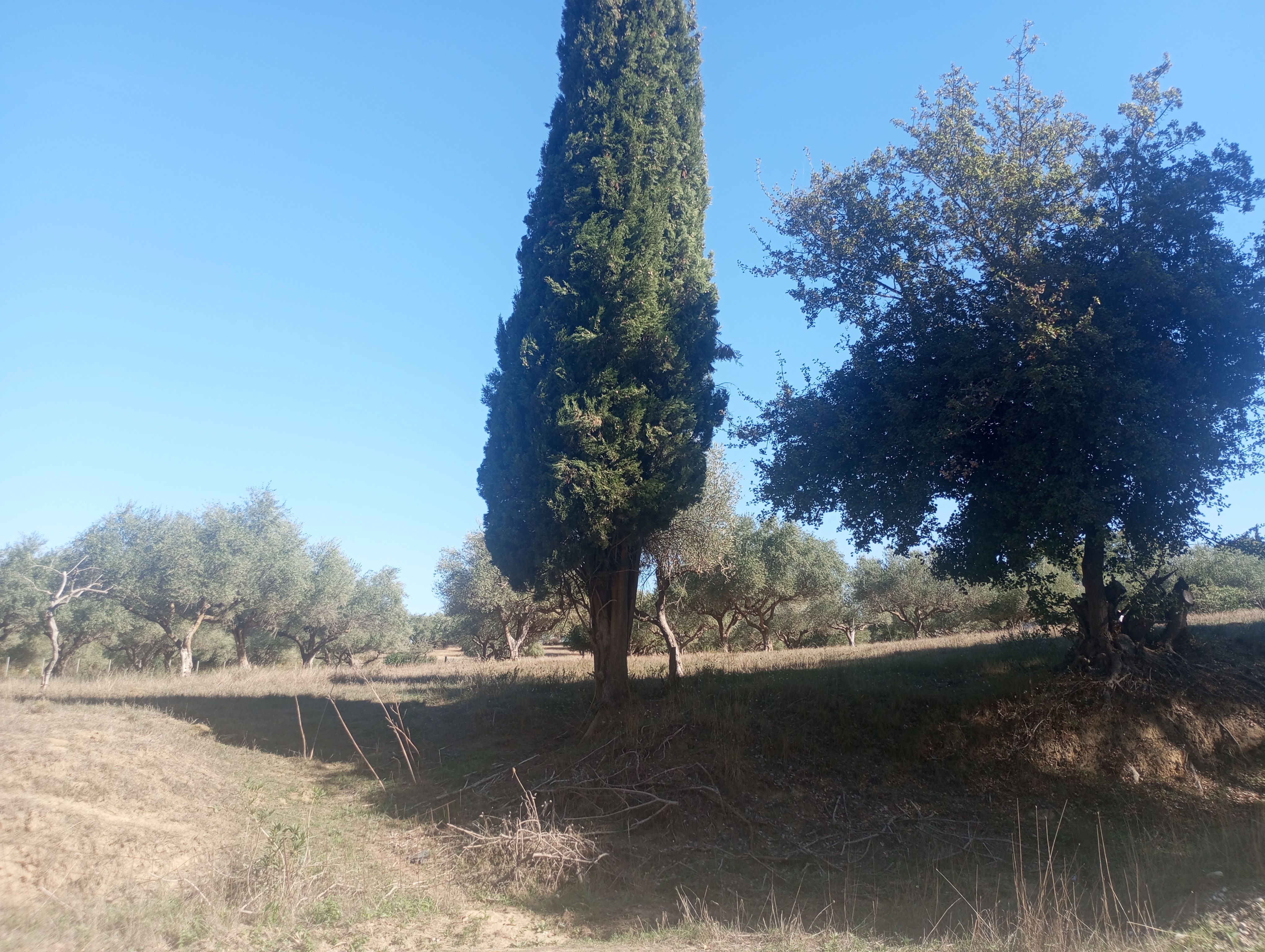 Οικόπεδο  σε πλειστηριασμό Municipality of Pyrgos