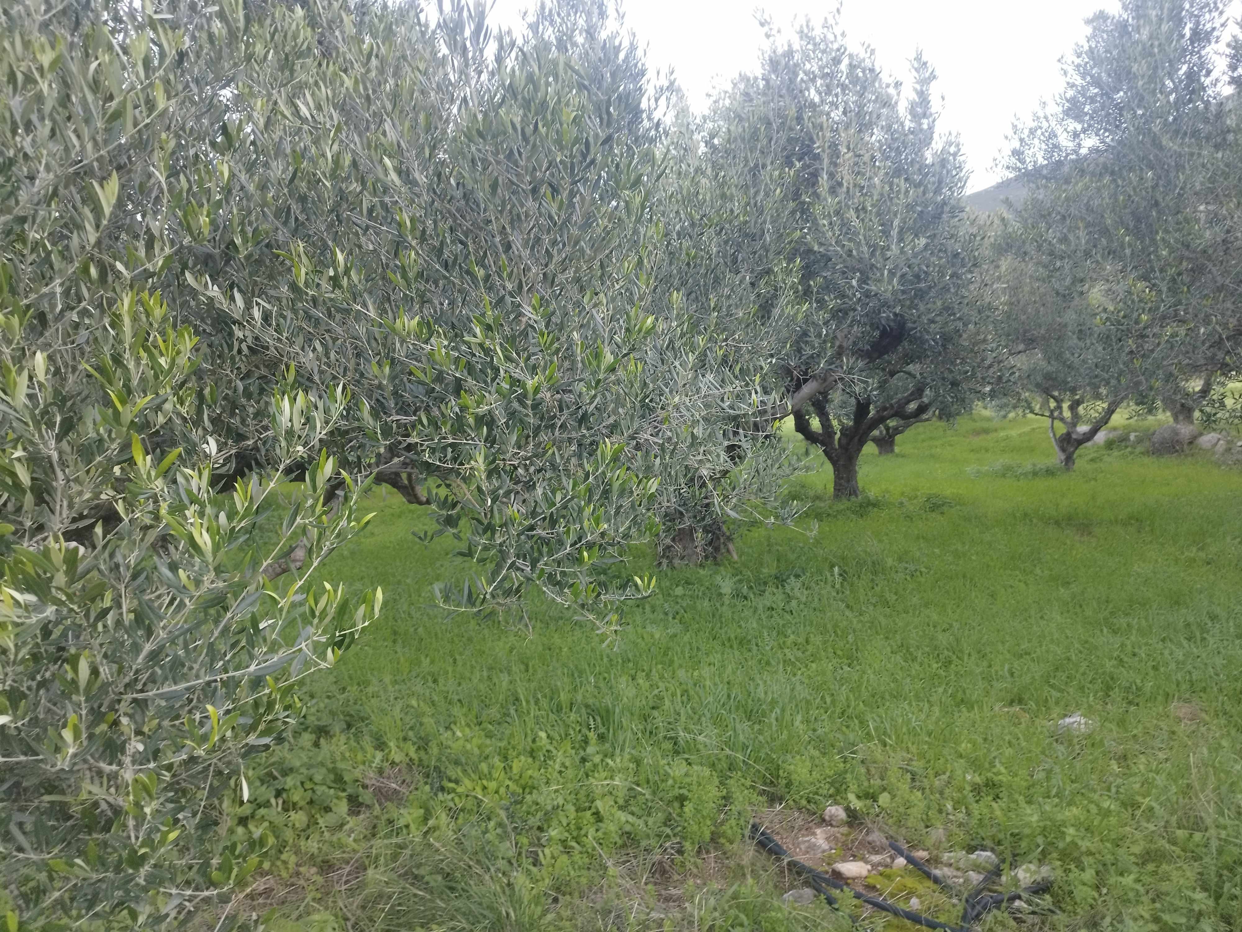 Οικόπεδο  σε πλειστηριασμό Municipality of Trifylia