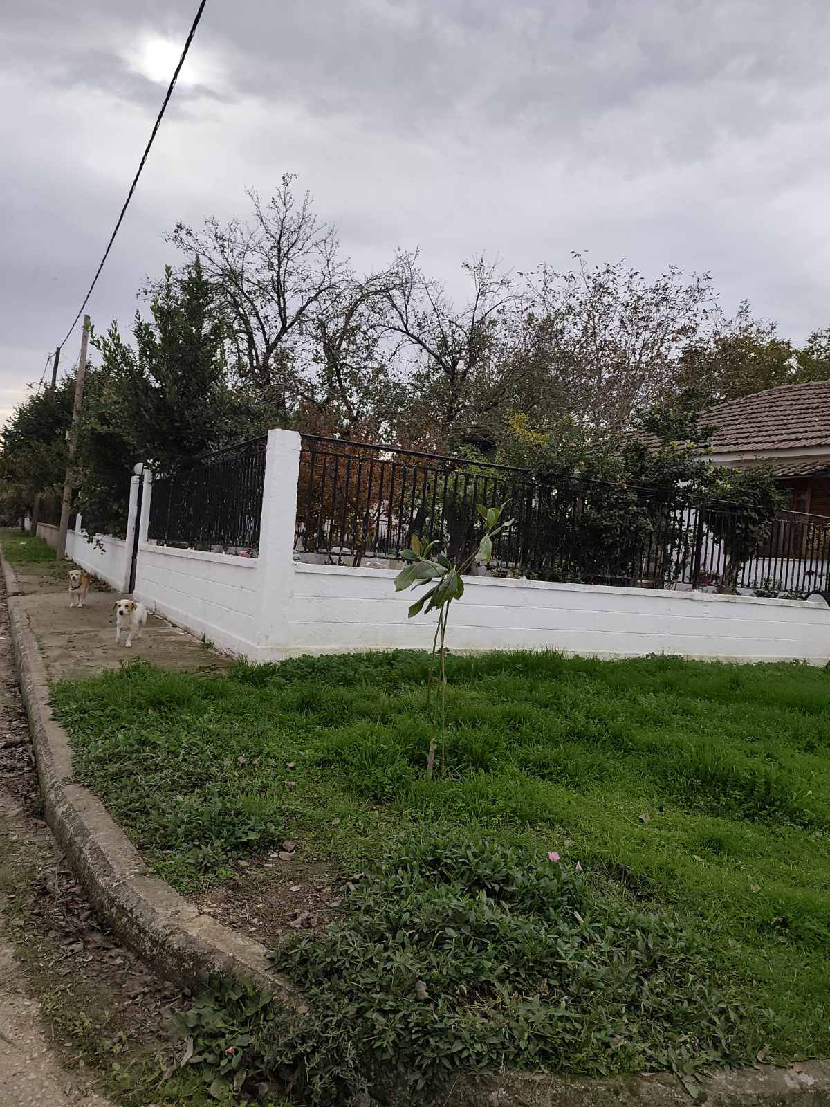 Οικόπεδο με κτίσμα  σε πλειστηριασμό Δήμος Φαρσάλων