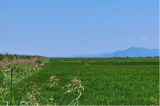 Αγροτεμάχιο  σε πλειστηριασμό Δήμος Λαμιέων