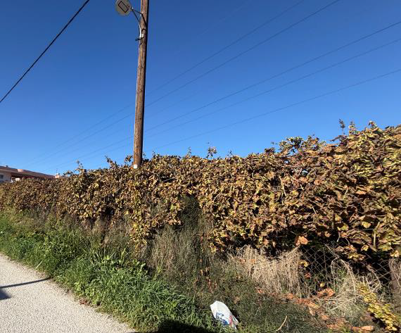 Οικόπεδο  σε πλειστηριασμό Municipality of Corinthia