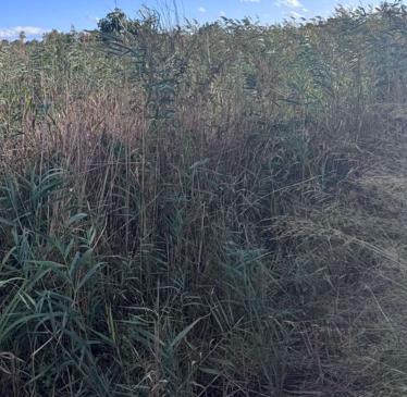 Αγροτεμάχιο  σε πλειστηριασμό Δήμος Καλαμάτας