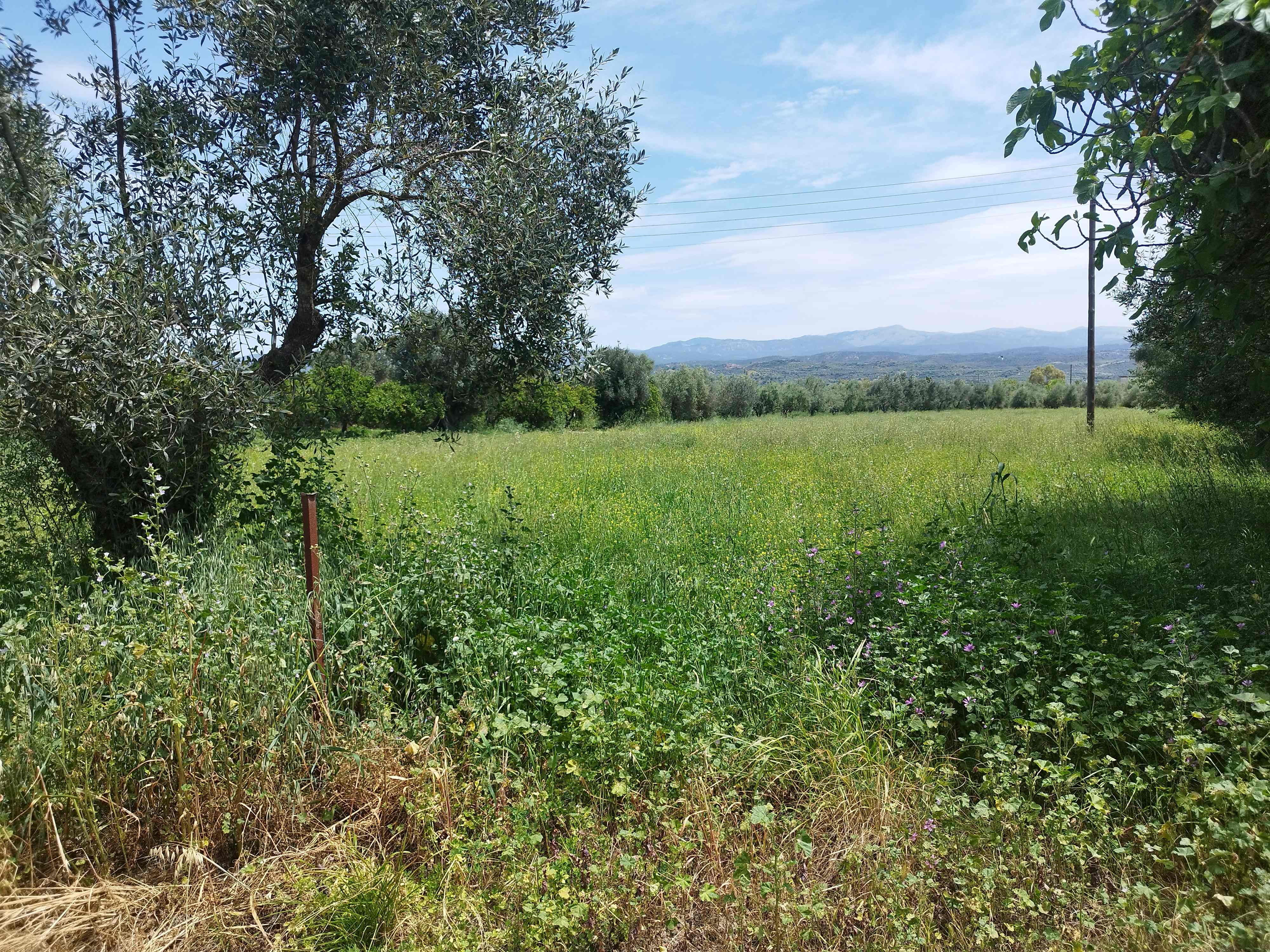 Οικόπεδο  σε πλειστηριασμό Δήμος Σπάρτης