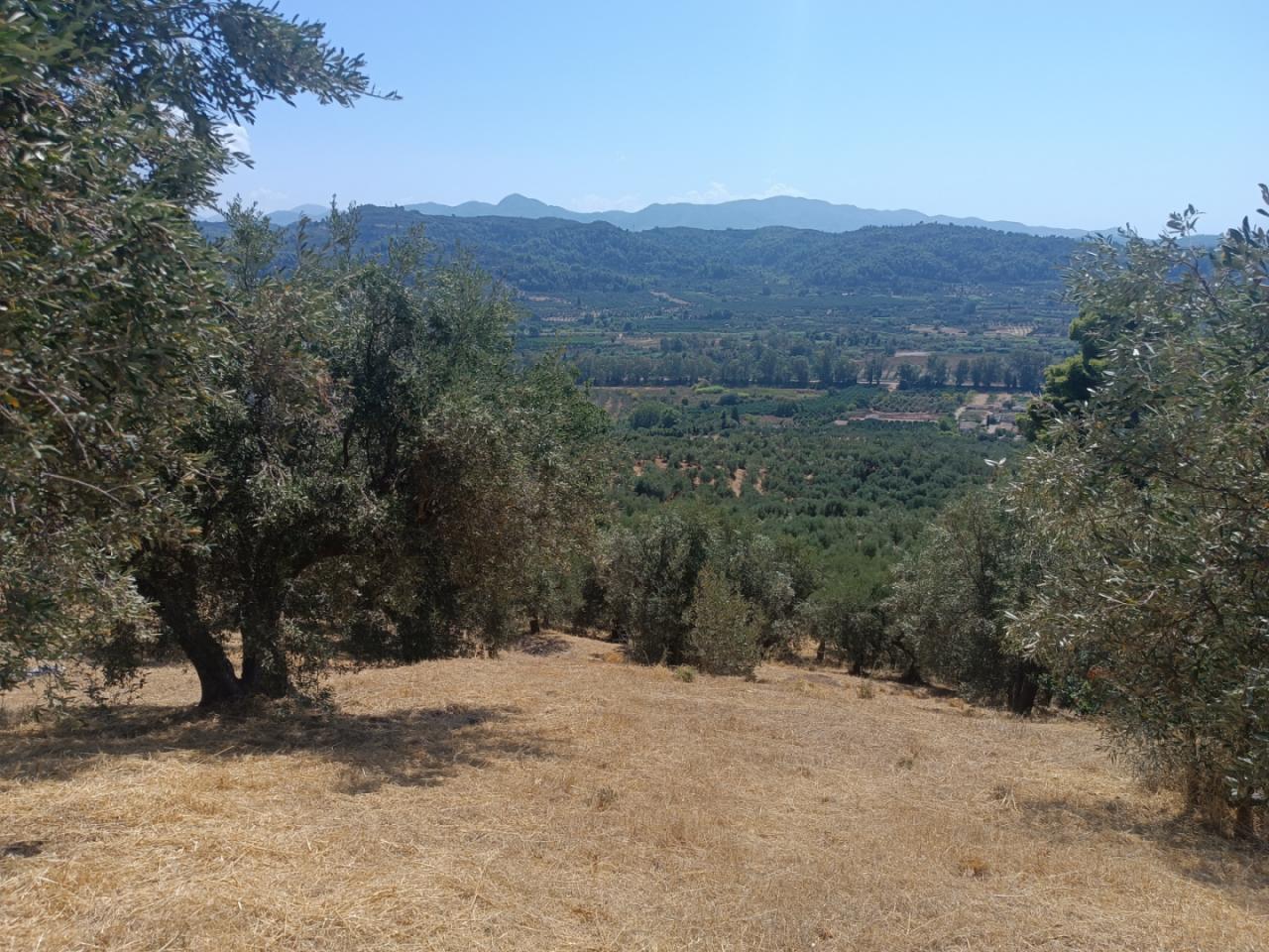 Αγροτεμάχιο με κτίσμα 573 sq.m. σε πλειστηριασμό Municipality of Ancient Olympia