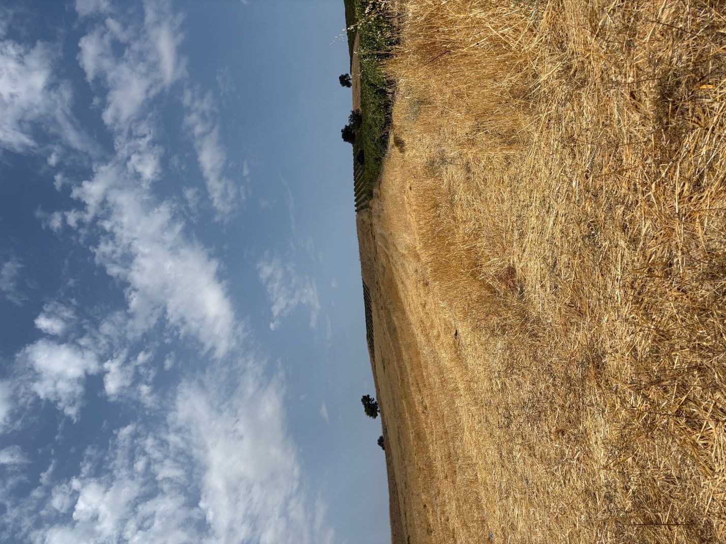 Αγροτεμάχιο 85000 τ.μ. σε πλειστηριασμό Δήμος Τανάγρας