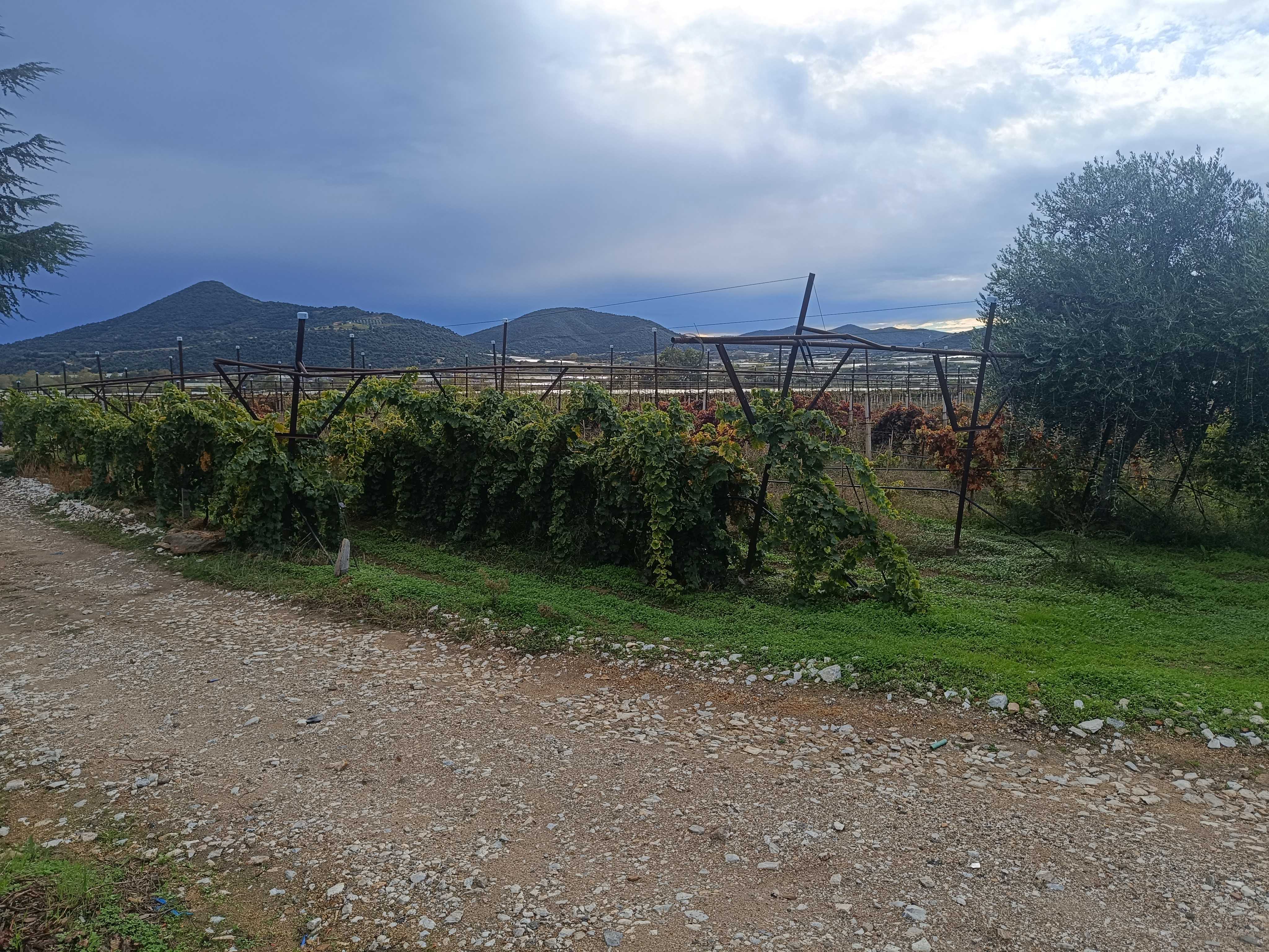 Αγροτεμάχιο  σε πλειστηριασμό Δήμος Παγγαίου