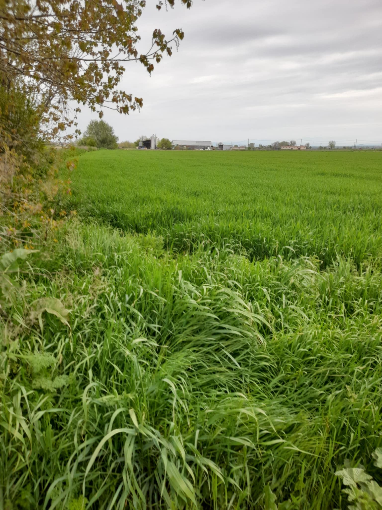 Αγροτεμάχιο 4150 τ.μ. σε πλειστηριασμό Δήμος Παιονίας