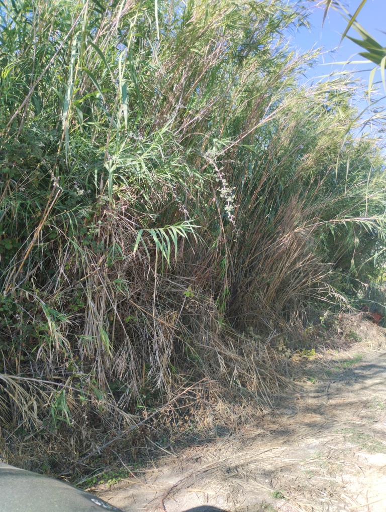 Αγροτεμάχιο 84136 τ.μ. σε πλειστηριασμό Δήμος Πρέβεζας