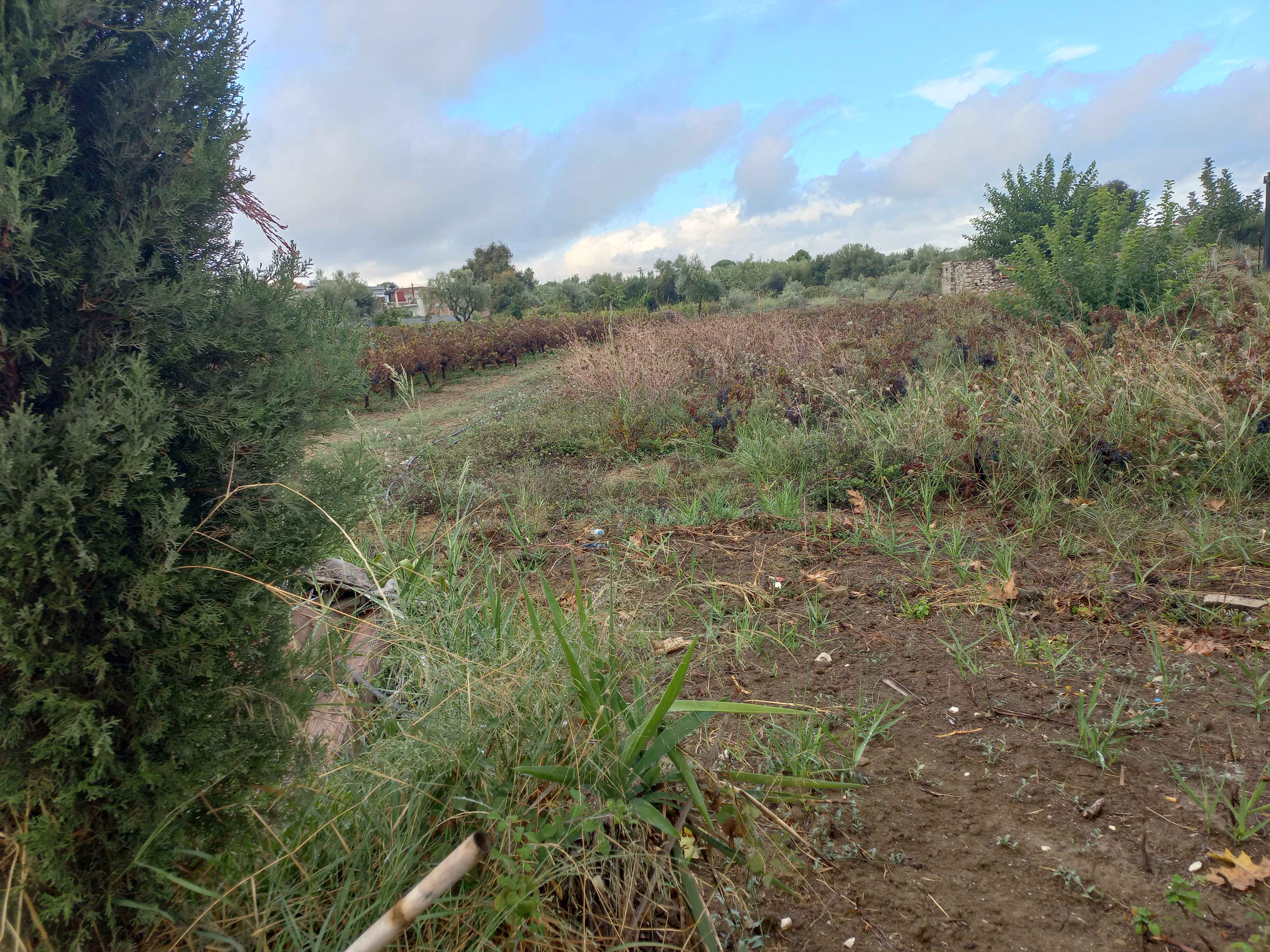 Οικόπεδο με κτίσμα 359.30 sq.m. σε πλειστηριασμό Municipality of Patreon