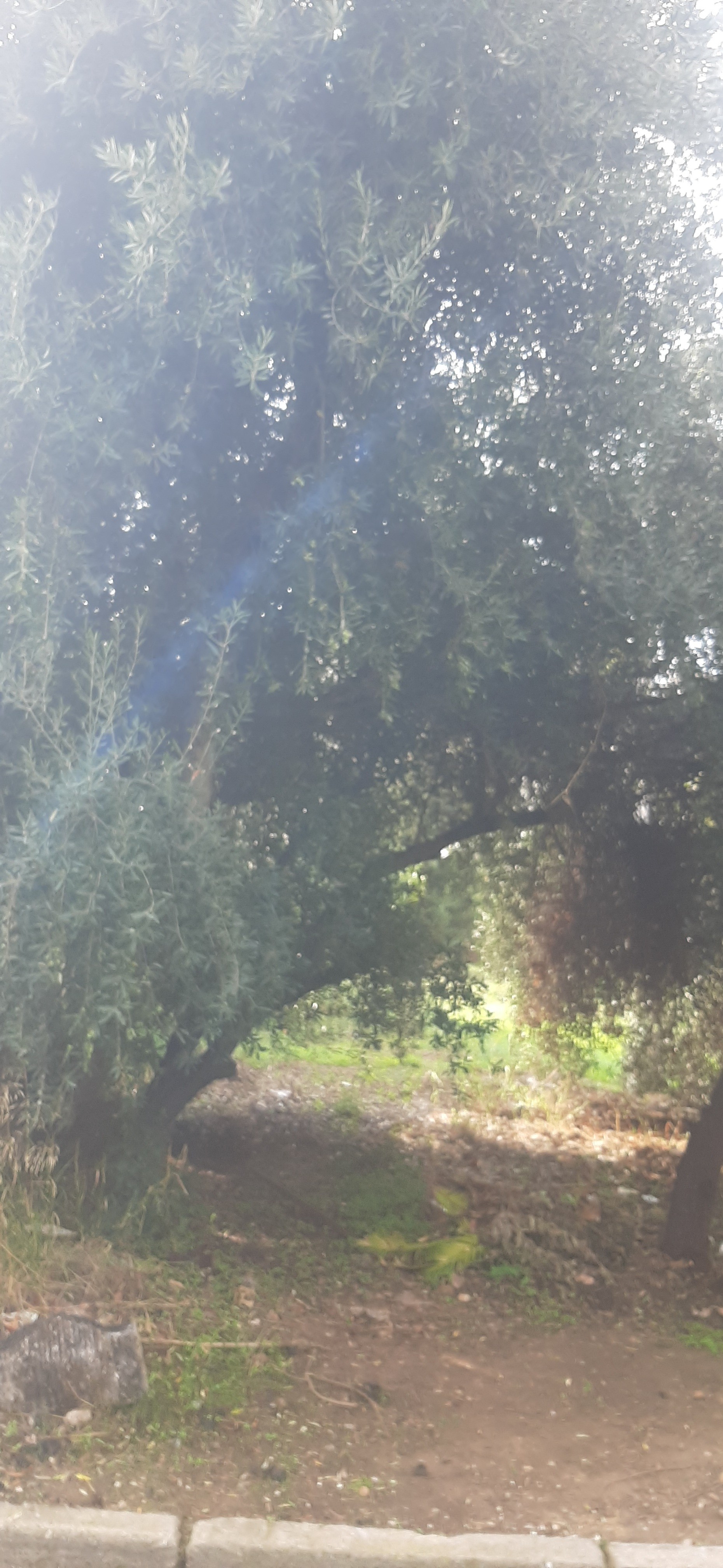 Οικόπεδο  σε πλειστηριασμό Δήμος Αμαρουσίου