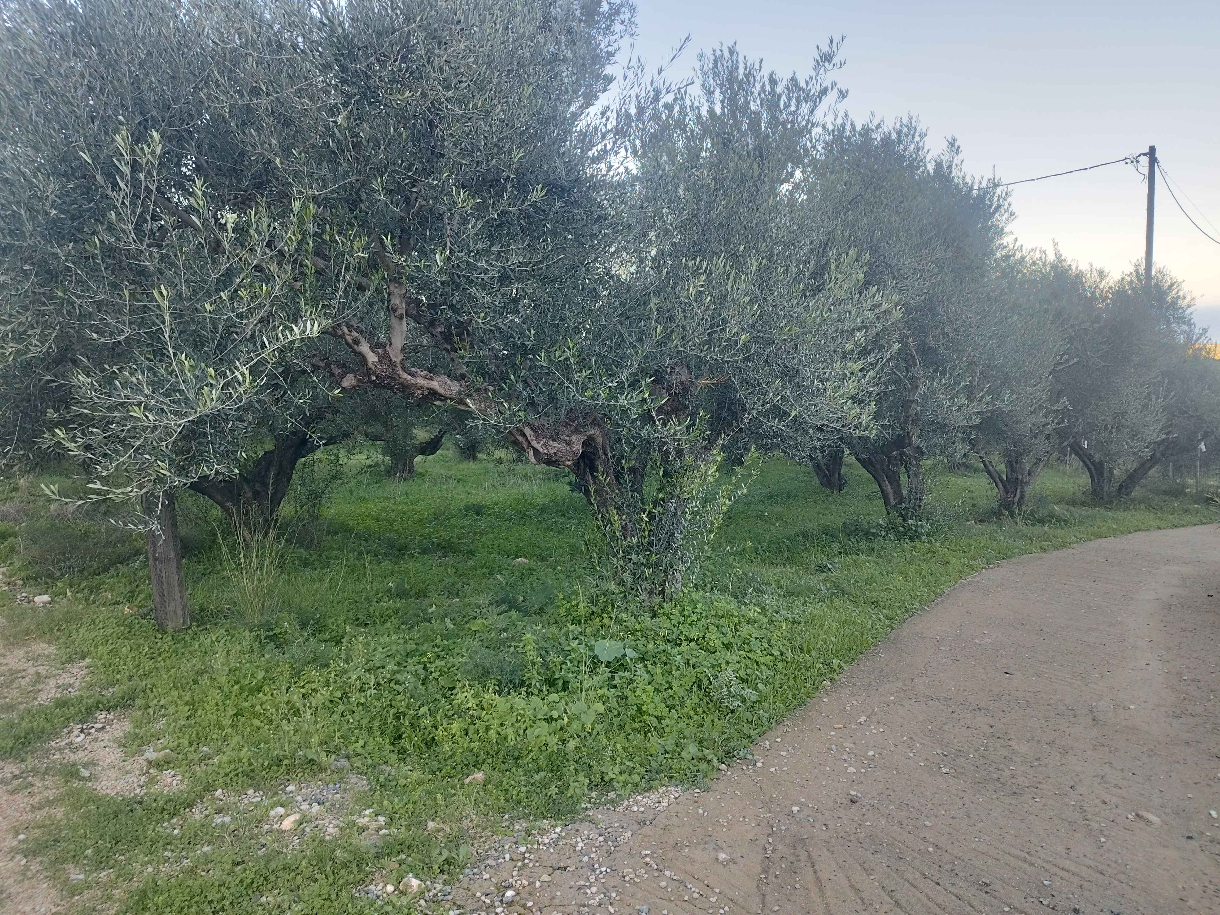 Οικόπεδο με κτίσμα  σε πλειστηριασμό Municipality of Trifylia