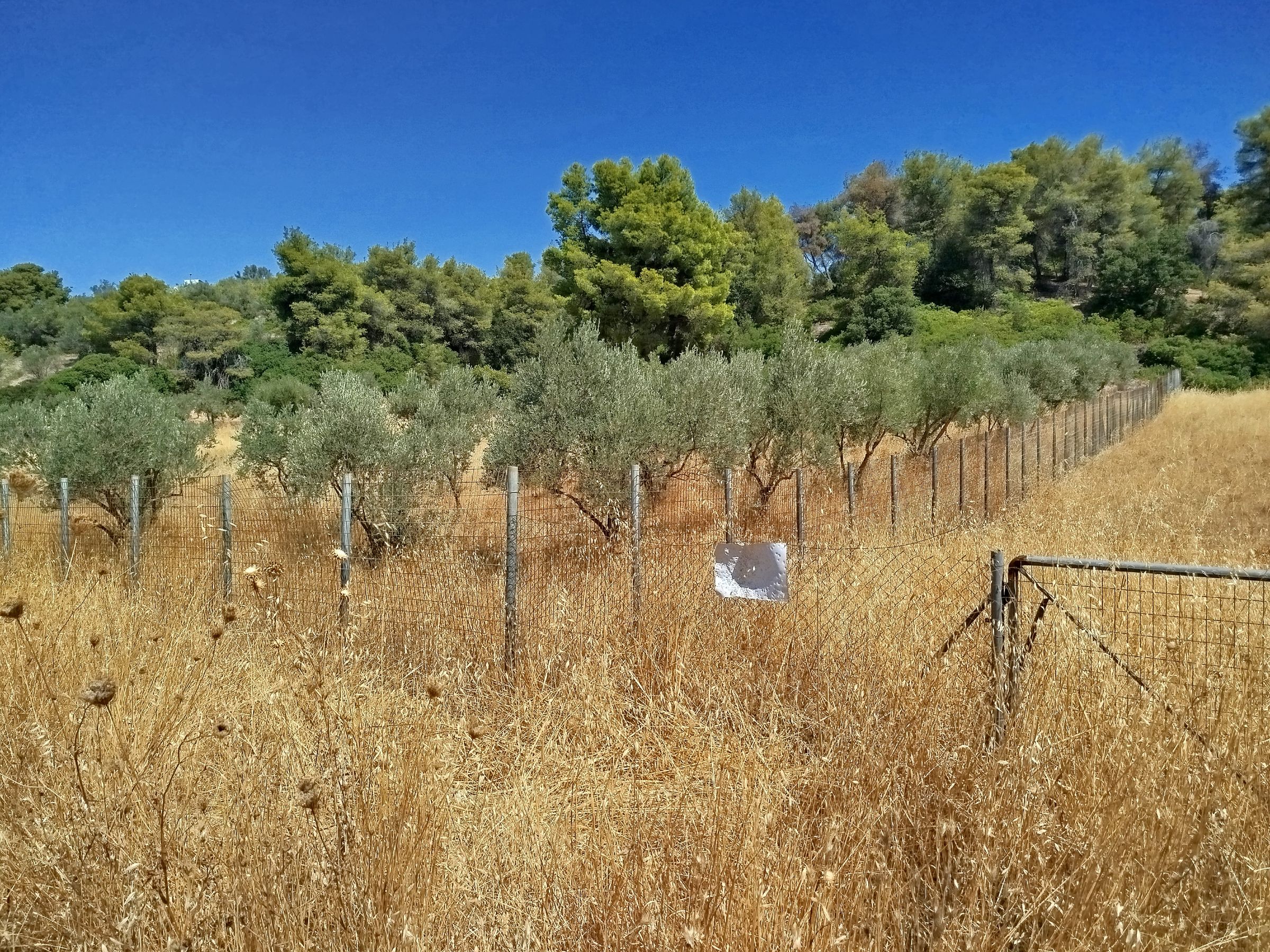 Αγροτεμάχιο 100 τ.μ. σε πλειστηριασμό Δήμος Ωρωπού