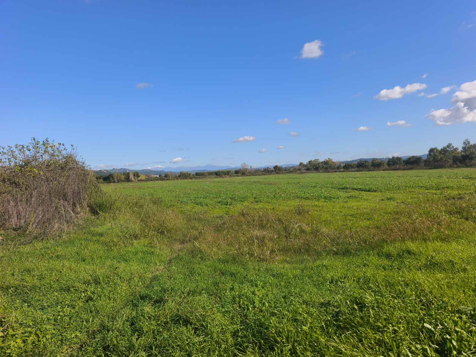 Αγροτεμάχιο  σε πλειστηριασμό Δήμος Πύργου